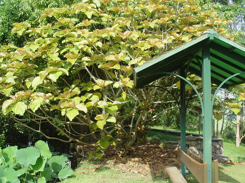 booroowhangary-nov09 064.jpg